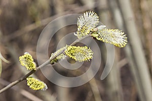 Branch of blossoming willow with catkins on bokeh background, shallow DOF, selective focus