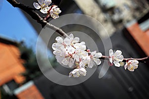 Branch with blossoms of apricot
