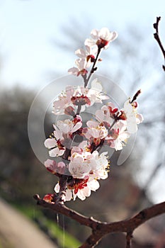 Branch with blossoms of apricot