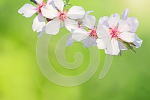 Branch with blossoms cherry Isolated on green background.  Flowers cherry tree close-up. Flowering time of Sakura trees. Web