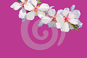 Branch with blossoms cherry Isolated on pink background.  Flowers cherry tree close-up. Flowering time of Sakura trees. Web banner