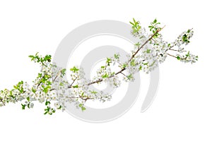 Branch with blossoms isolated on white background