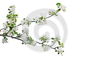 Branch with blossoms isolated on white background