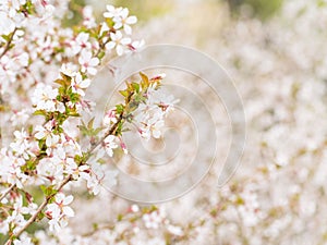 Branch with blossoms Sakura. Abundant flowering bushes with pink buds cherry blossoms in the spring