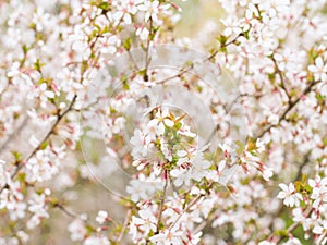 Branch with blossoms Sakura. Abundant flowering bushes with pink buds cherry blossoms in the spring.