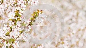 Branch with blossoms Sakura. Abundant flowering bushes with pink buds cherry blossoms in the spring. Prunus incisa. Long width