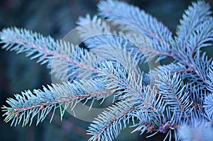 The branch of the blue Christmas tree