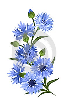 Branch of blue cornflowers. Vector illustration.