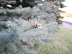 Branch of blue fir tree.