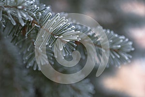 Branch of blue fir-tree blue, green Colorado blue spruce, Picea pungens covered with hoarfrost. New Year's Bekraund. Place for a
