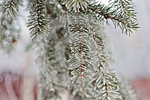 Branch of blue fir-tree blue, green, white, Colorado blue spruce, Picea pungens covered with hoarfrost. New Year's Bekraund. Plac