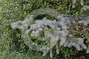 Branch of blue fir tree or blue spruce (Picea pungens)