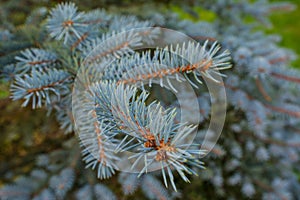 A branch of blue fir tree close-up.