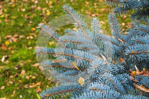 A branch of a blue fir-tree with yellow leaves is on the green grass with yellow leaves background