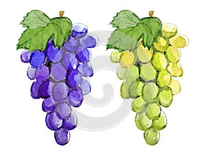 Branch of blue and green grapes, watercolor illustration