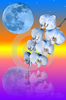 Branch of the blue orchid flower and big blue moon