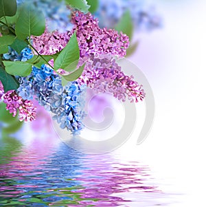 Zweig aus Blau a rosa lila 