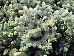 Branch of blue spruce