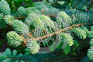 Branch of the blue spruce