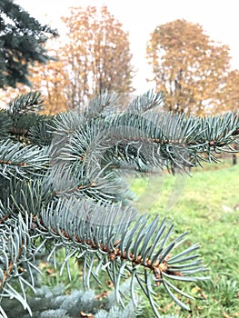 Branch of blue spruce against the background of yellowed autumn trees