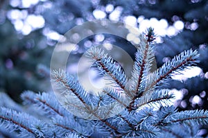 Branch of blue spruce beautiful