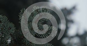Branch of a blue spruce with droplets of melted snow or rain. raindrops on a coniferous tree. cinema 4k