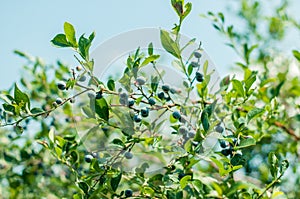 the branch of a blueberry with the ripe blue berries over background of blue sky