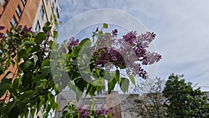 Branch of bluming purple lilac on blurred background of buildings
