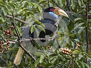 Branch-bound Feasts: Wreathed Hornbills Searching for Food in Stunning Shots