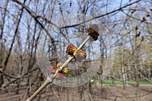Branch of boxelder maple with red buds
