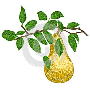 Branch  branch of pears  yellow ripe pear polygons on white  background watercolor vitage vector  illustration editable hand