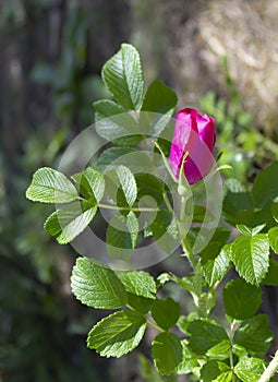 Branch of  briar with pink flower and leaves on blurred background