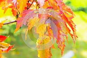 A branch of bright autumn red-yellow leaves of the Tatar maple photo