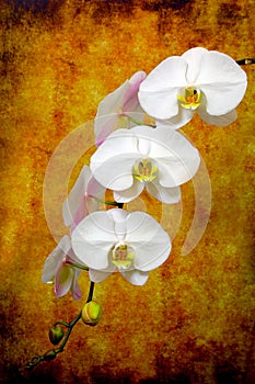 Phalaenopsis blume white orchids against dark grunge background  photo