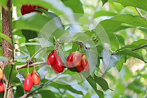A branch with bright Cornus Mas fruit. Species of flowering plant in the dogwood family Cornaceae. Red ripe berries of