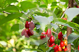 A branch with bright Cornus Mas fruit. Species of flowering plant in the dogwood family Cornaceae. Red ripe berries of