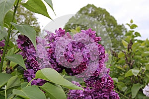 A branch of bright purple lilac at the Royal Botanical Garden of Burlington, Ontario