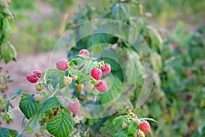 Branch of bright raspberries in garden. Red sweet berries growing on raspberry bush in fruit garden. ÃÂ¡ultivation, garden. Copy