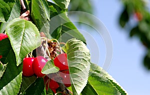 Branch with bright red cherries and green leaves