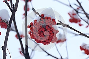 A branch of bright red mountain ash covered with snow. Berries from the snow.