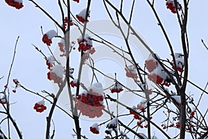 A branch of bright red mountain ash covered with snow. Berries from the snow.