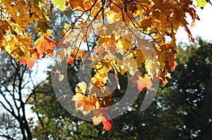 Branch with bright red, orange and yellow maple autumn foliage on a tree