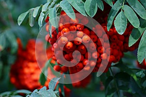 Branch with bright red rowanberries or ashberry on an ash tree with the background of green tree leaves in a wild forest