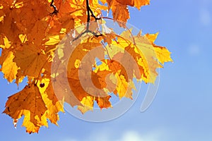 Branch with bright red and yellow autumn maple leaves on blue sky background