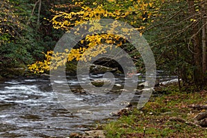 Branch of bright yellow autumn leaves hanging over a moving stream with rhododendrons and rocks