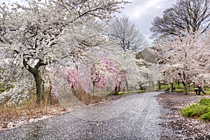 Branch Brook Park photo