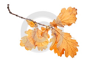 Branch with brown oak leaves in autumn isolated