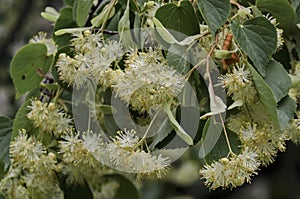 Branch with bud and bloom of lime tree flowers or Tilia