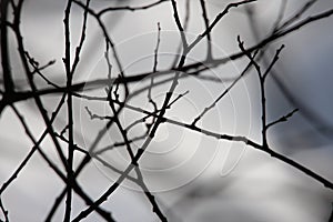 Branch and bud of tree