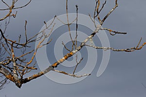 Branch and bud of tree